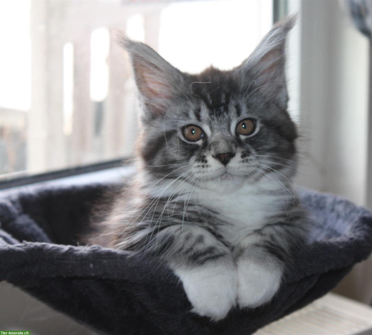 Bild 2: Maine Coon Kitten mit Stammbaum von der Drover Heide