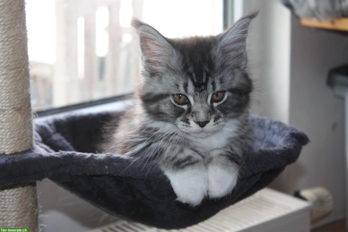 Bild 4: Maine Coon Kitten mit Stammbaum von der Drover Heide