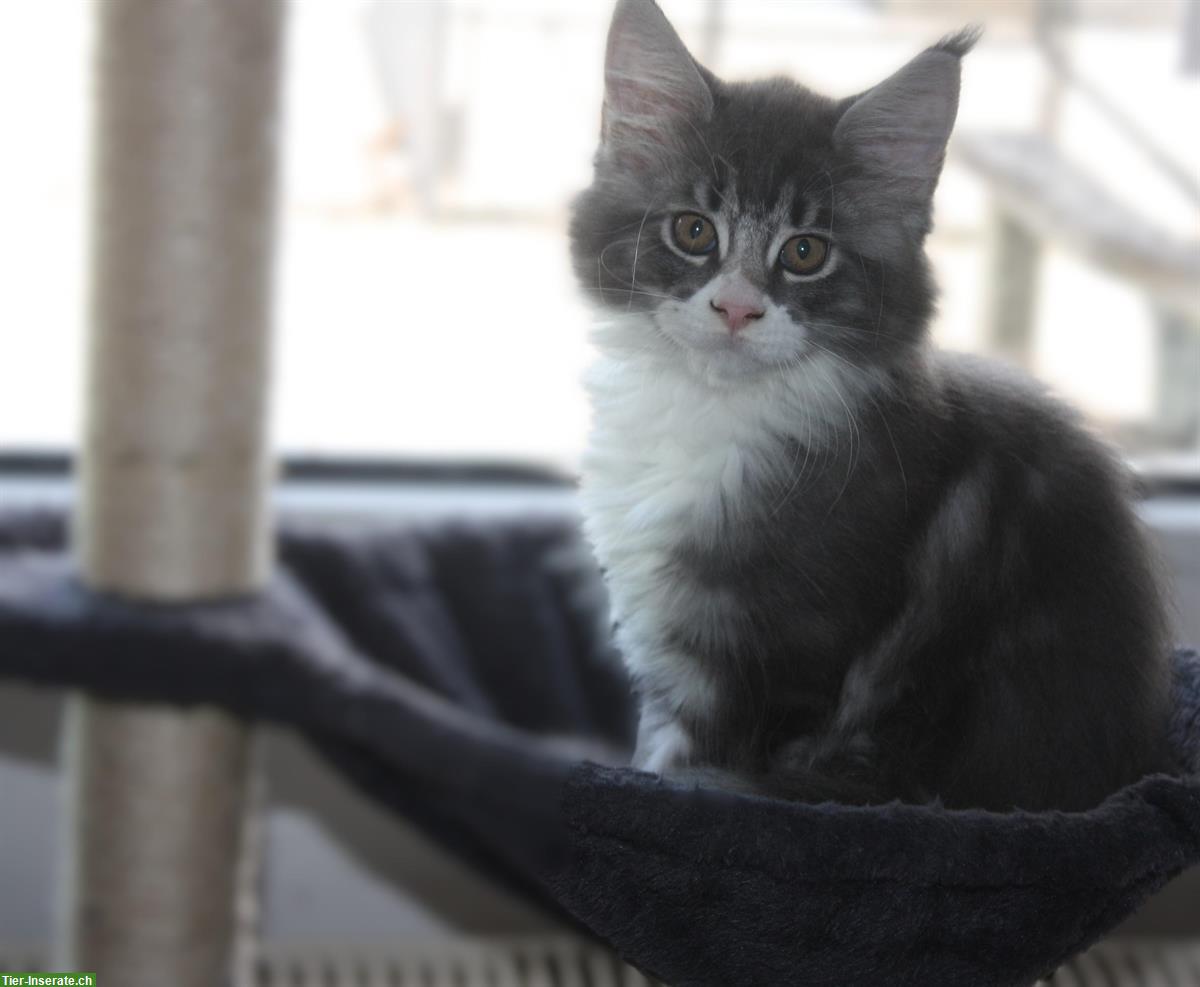 Bild 5: Maine Coon Kitten mit Stammbaum von der Drover Heide