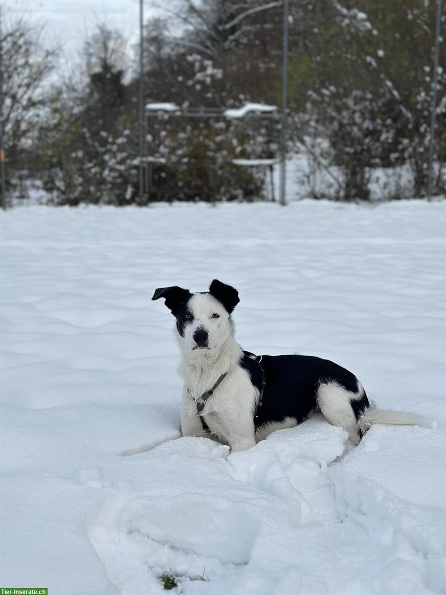 Border Collie Rüde, 1,5-jährig sucht liebes Zuhause