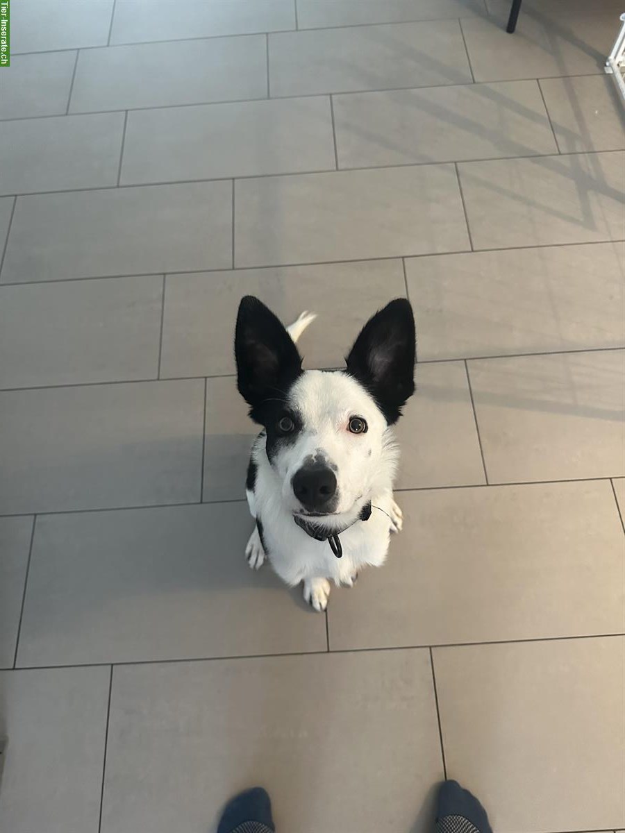 Bild 2: Border Collie Rüde, 1,5-jährig sucht liebes Zuhause