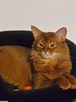 2-jährige Somali Katze, reinrassig