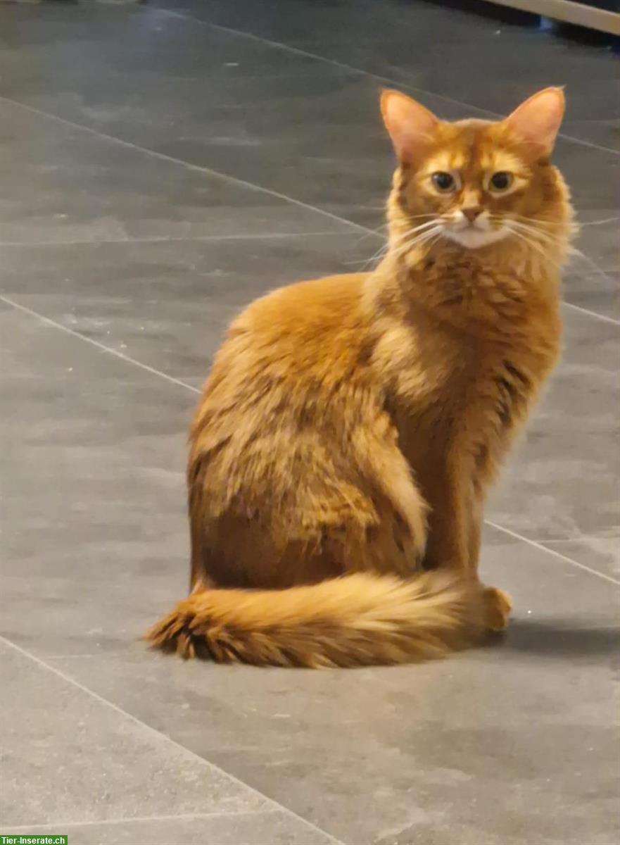 Bild 2: 2-jährige Somali Katze, reinrassig