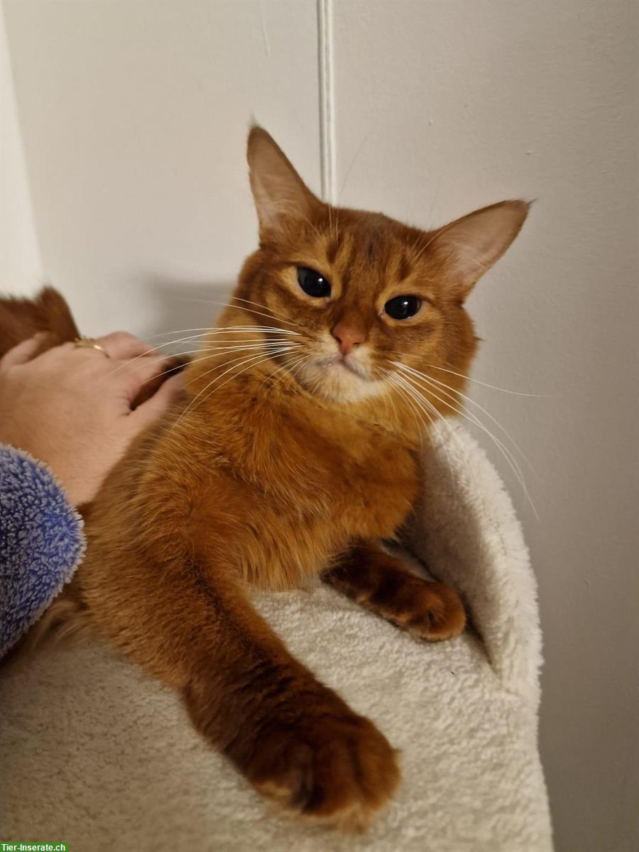 Bild 3: 2-jährige Somali Katze, reinrassig