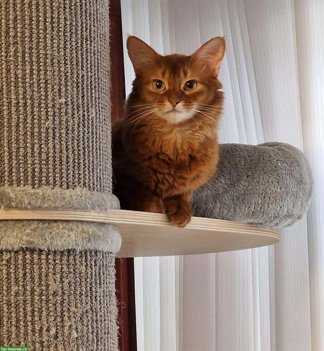 Bild 4: 2-jährige Somali Katze, reinrassig
