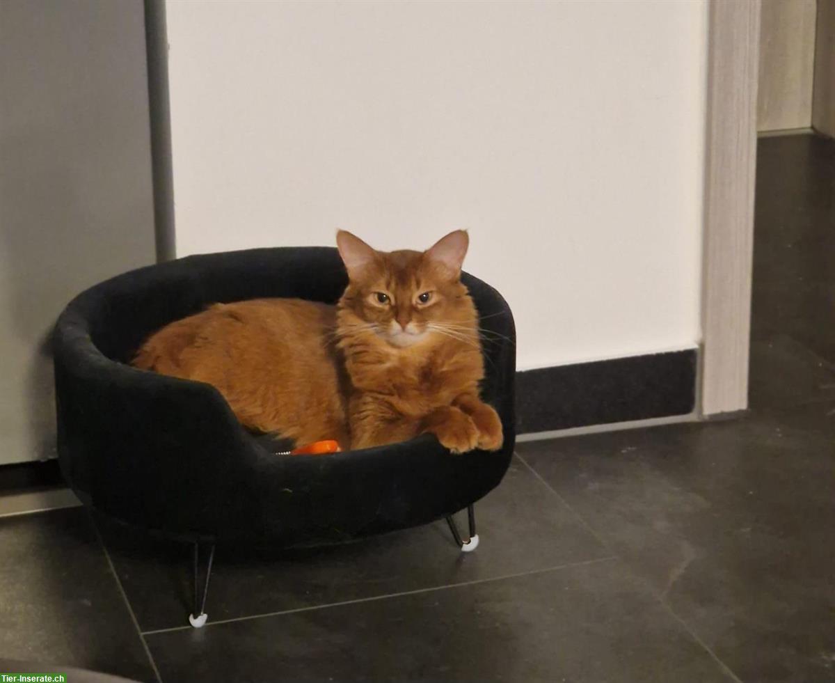 Bild 5: 2-jährige Somali Katze, reinrassig