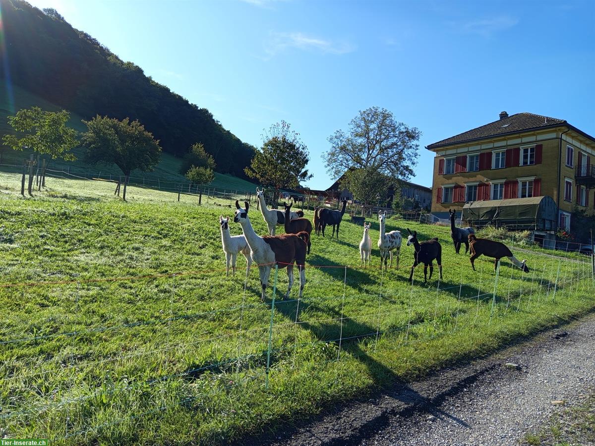 Verkaufe diverse Lama Stuten Classic