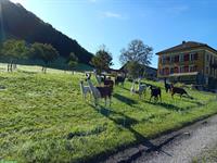 Verkaufe diverse Lama Stuten Classic