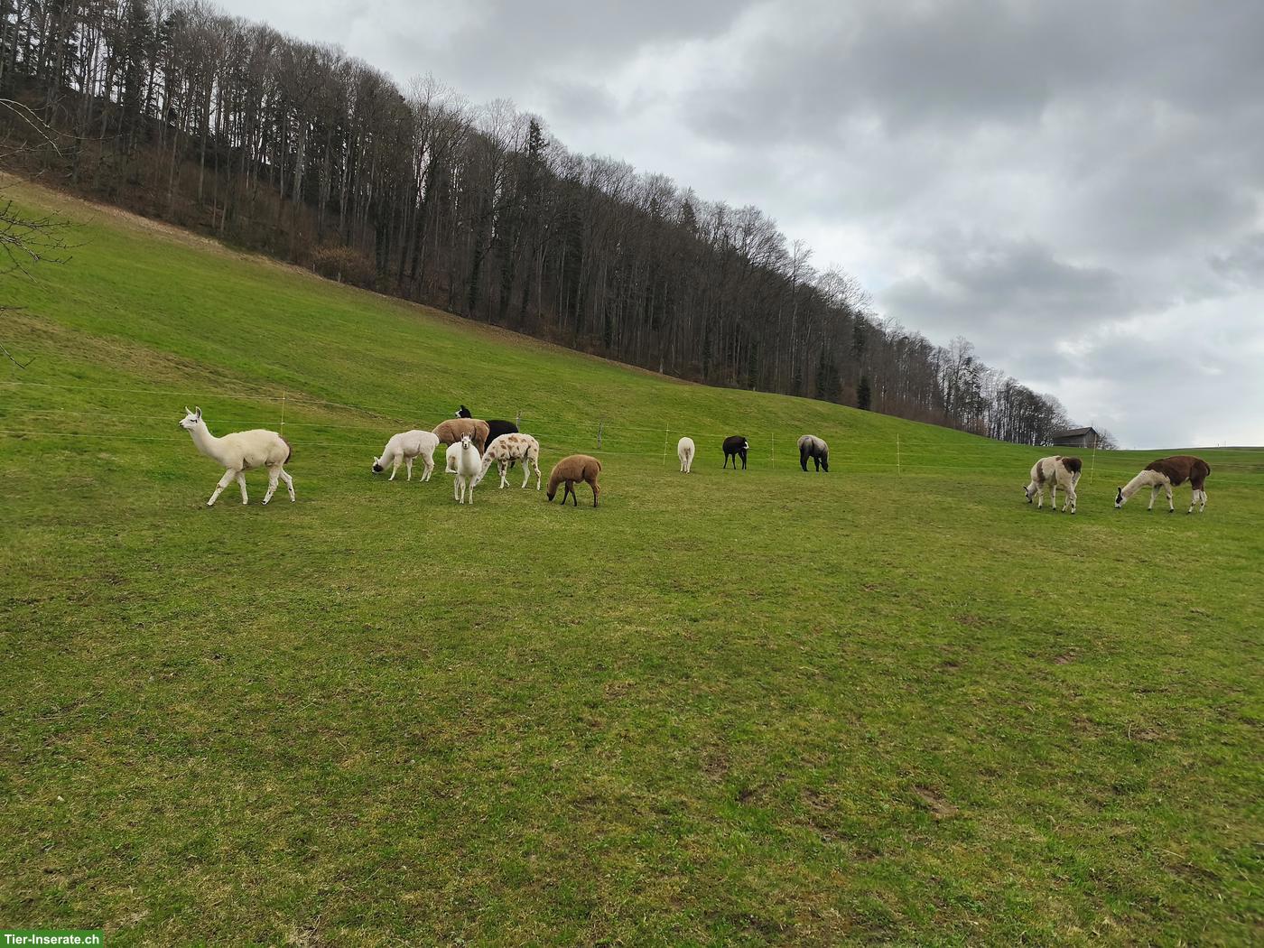 Bild 2: Verkaufe diverse Lama Stuten Classic
