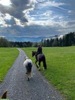 Pferd ans Futter, Herzensplatz im Offenstall mit Weidegang