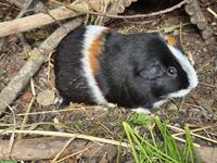 GRATIS: 3-jähriges Meerschweinchen Männchen, kastriert
