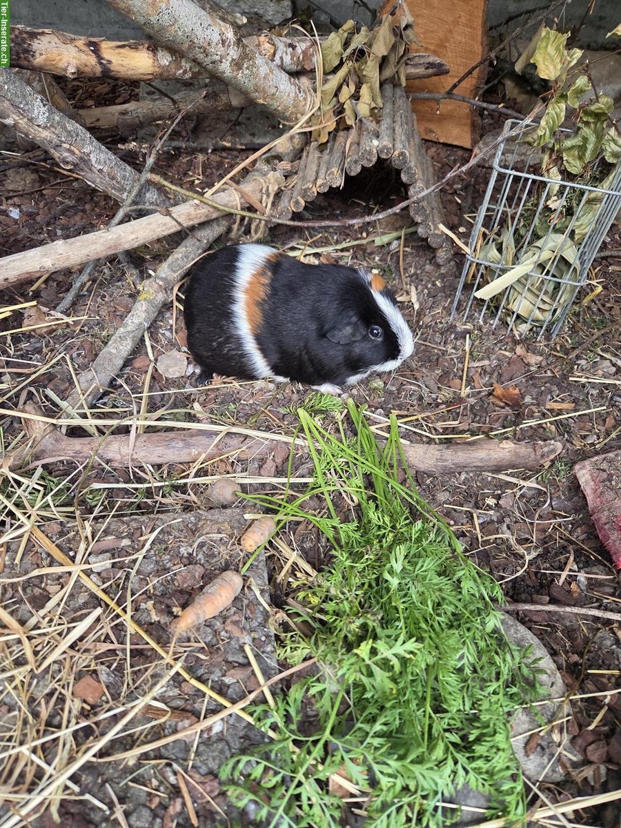 Bild 2: GRATIS: 3-jähriges Meerschweinchen Männchen, kastriert