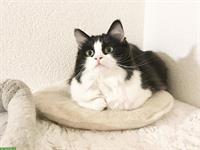 Waldkatze x Ragdoll Kätzin, anhänglich und verschmust