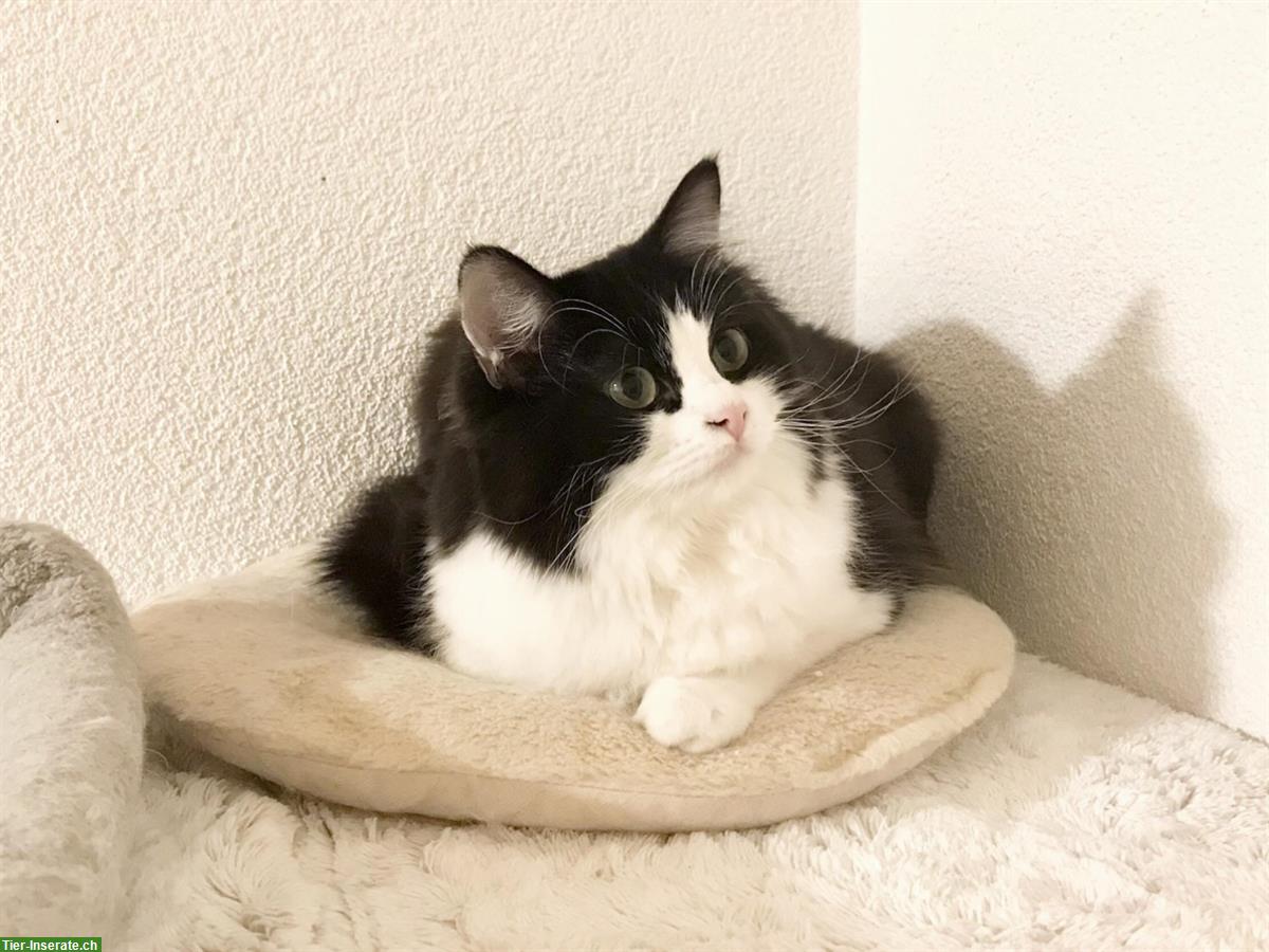 Bild 2: Waldkatze x Ragdoll Kätzin, anhänglich und verschmust