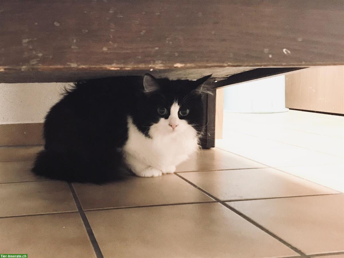 Bild 3: Waldkatze x Ragdoll Kätzin, anhänglich und verschmust