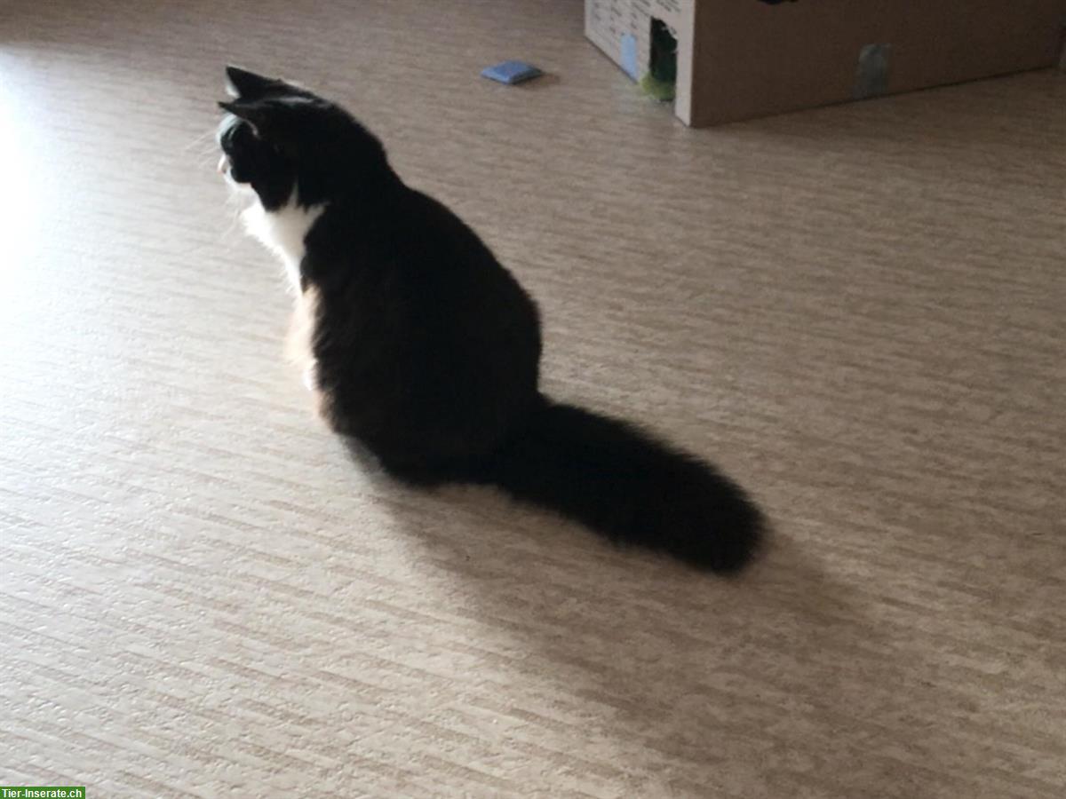 Bild 4: Waldkatze x Ragdoll Kätzin, anhänglich und verschmust
