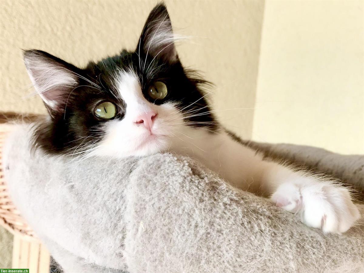 Bild 5: Waldkatze x Ragdoll Kätzin, anhänglich und verschmust