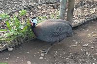 Verkaufe Perlhuhn-Hahn vom Mai 2024