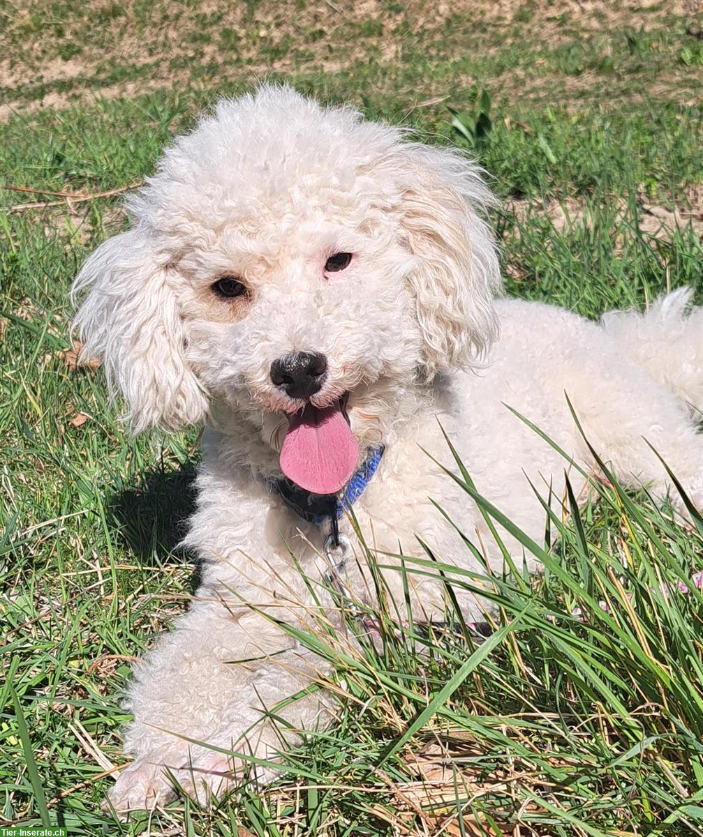 Toy-Pudel Rüde, 2.5-jährig, Zucht- oder Familienhund
