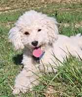 Toy-Pudel Rüde, 2.5-jährig, Zucht- oder Familienhund