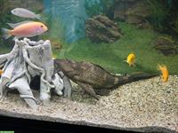 XXL Segelflossen-Pleco zu verkaufen, für erfahrene Halter