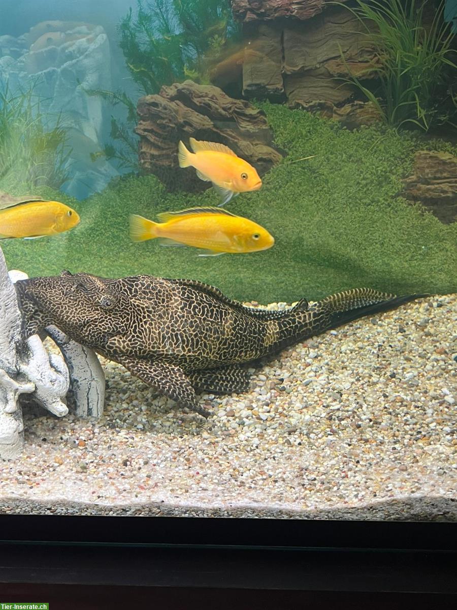 Bild 2: XXL Segelflossen-Pleco zu verkaufen, für erfahrene Halter