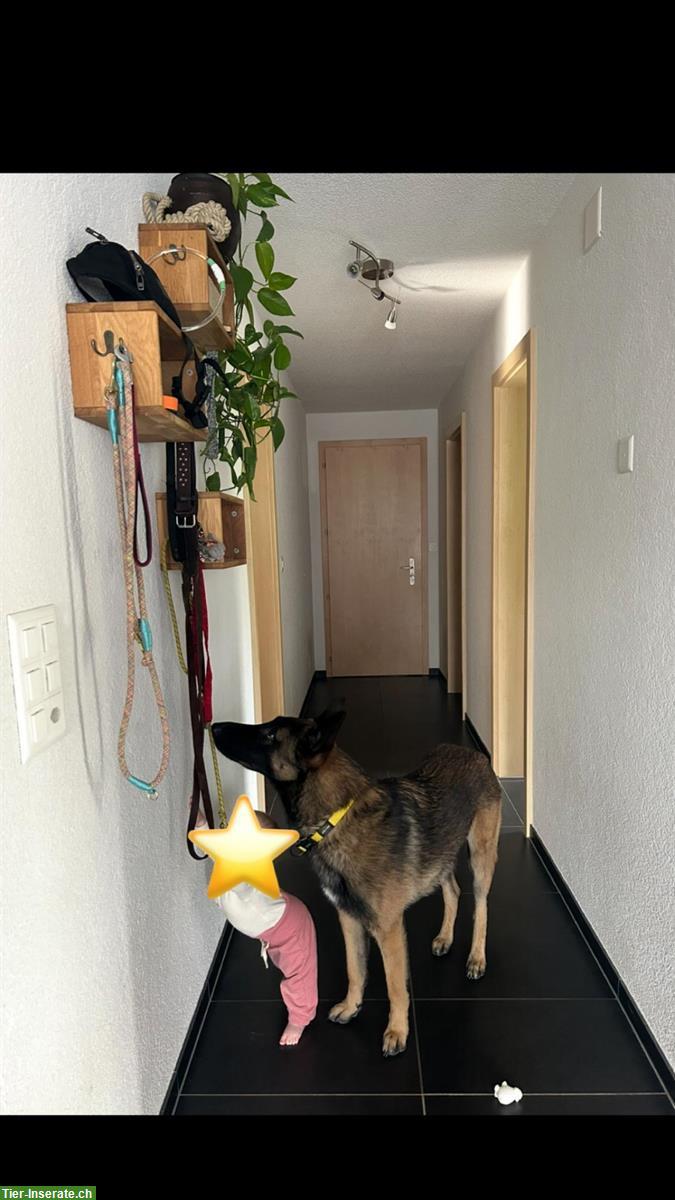 Bild 5: Deutscher x Belgischer Schäfer sucht dringend neues Zuhause