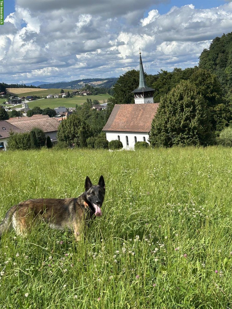 Bild 6: Deutscher x Belgischer Schäfer sucht dringend neues Zuhause