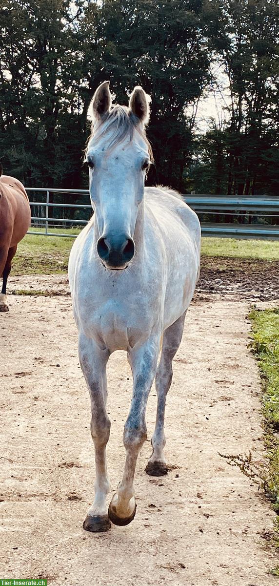 Vollblutaraber, 5-jährig, sucht Lebensplatz