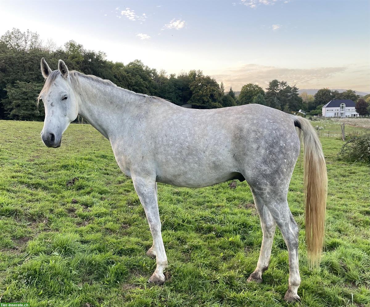 Bild 4: Vollblutaraber, 5-jährig, sucht Lebensplatz