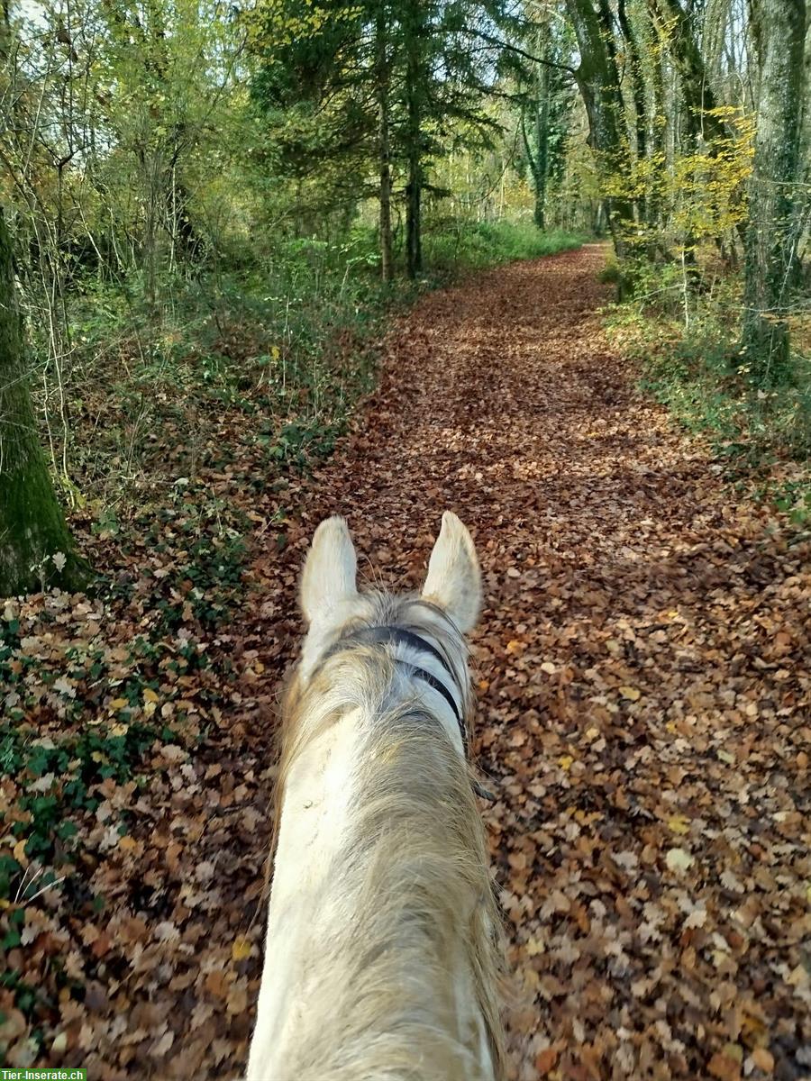 Bild 5: Vollblutaraber, 5-jährig, sucht Lebensplatz