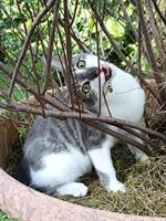 Mischlingskitten-Brüder suchen gemeinsames Zuhause