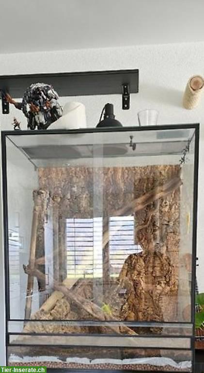 Bild 3: Glasterrarium 100x80x60cm ohne Inhalt & Unterschrank
