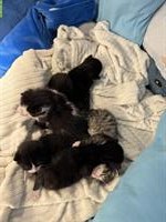 6 Kitten stubenrein suchen liebevolles Zuhause