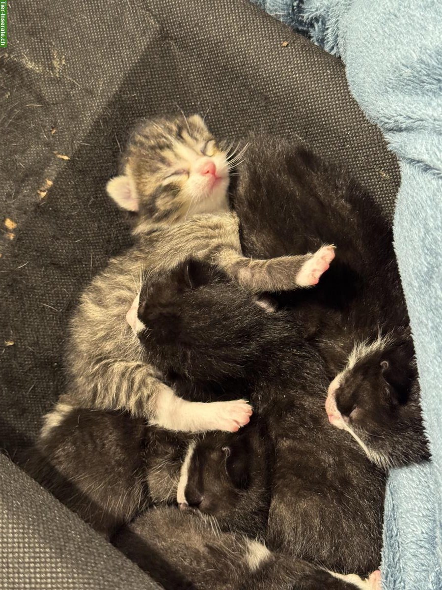 Bild 2: 6 Kitten stubenrein suchen liebevolles Zuhause