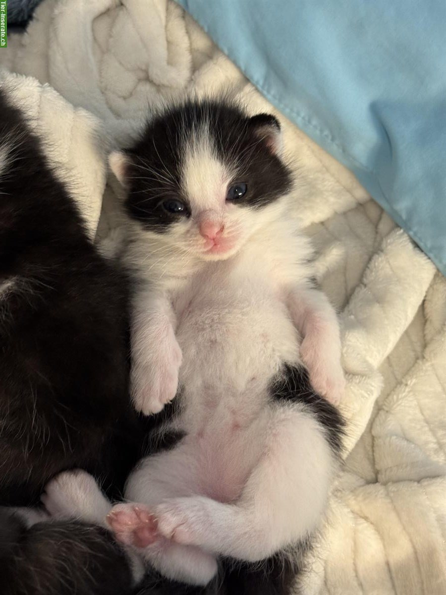 Bild 5: 6 Kitten stubenrein suchen liebevolles Zuhause