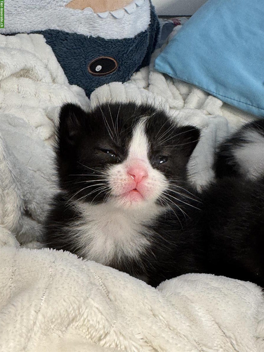 Bild 6: 6 Kitten stubenrein suchen liebevolles Zuhause