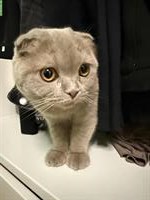 British-Scottish Katze, 7 Monate alt zu verkaufen