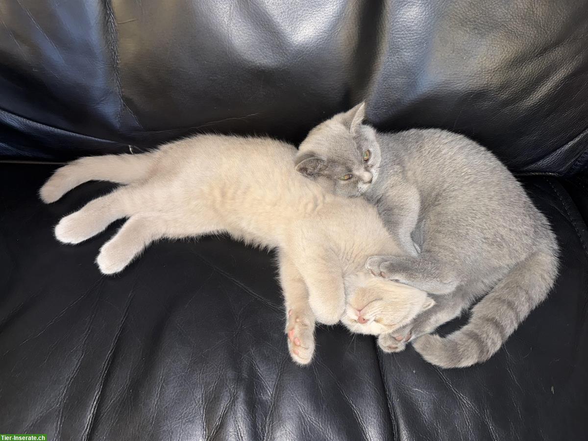 British Scottish Babykatzen, 14 Wochen alt