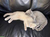 British Scottish Babykatzen, 14 Wochen alt