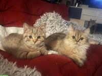 Britisch Kurzhaar Jungkater abzugeben, keine Einzelhaltung
