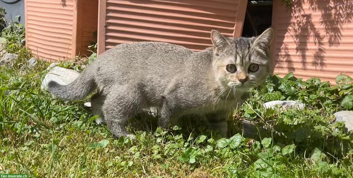 Bild 2: Britisch Kurzhaar Jungkater abzugeben, keine Einzelhaltung