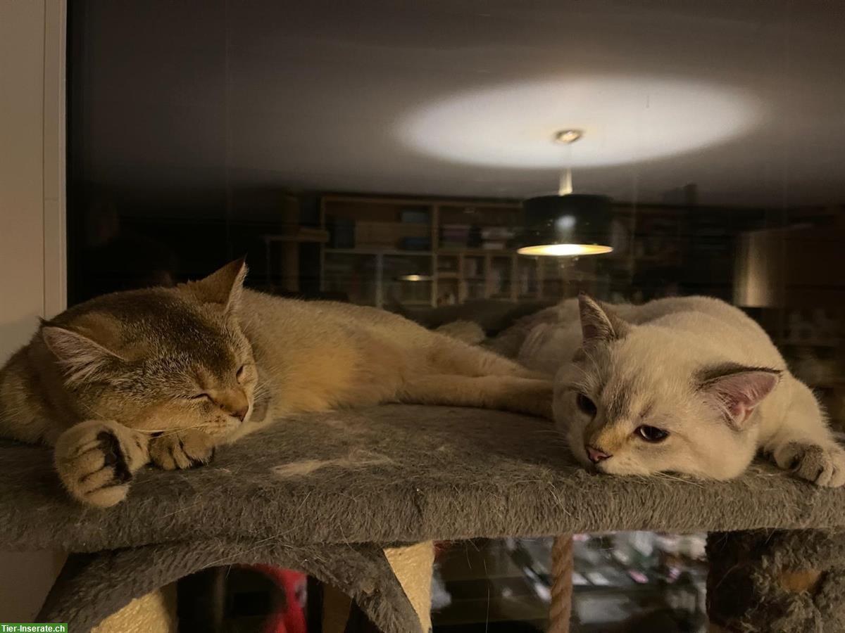Bild 3: Britisch Kurzhaar Jungkater abzugeben, keine Einzelhaltung