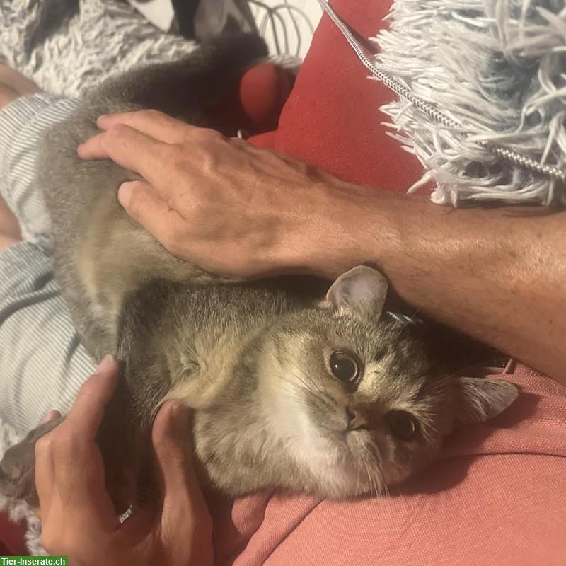 Bild 4: Britisch Kurzhaar Jungkater abzugeben, keine Einzelhaltung