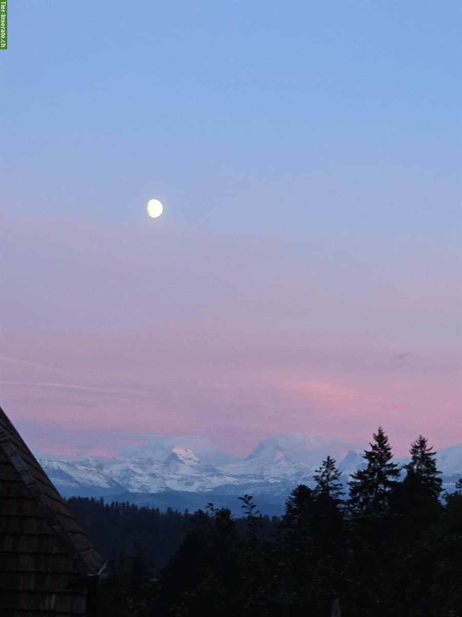 Bild 2: Biete Hundeferien-Plätze und Tageshunde