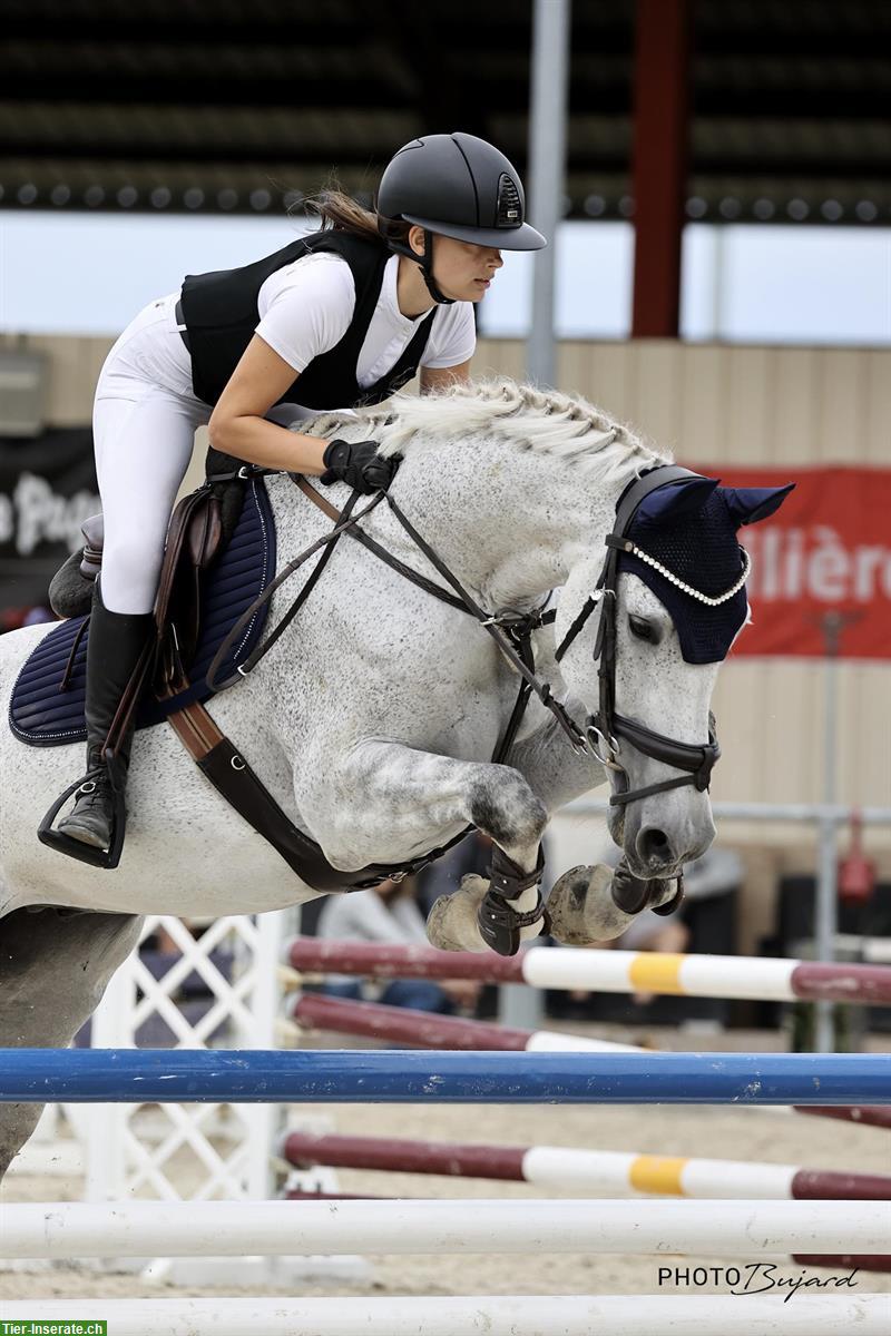 Niederländischer Warmblut Wallach, 18-jährig, Allrounder-Pferd