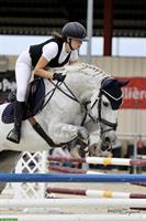 Niederländischer Warmblut Wallach, 18-jährig, Allrounder-Pferd
