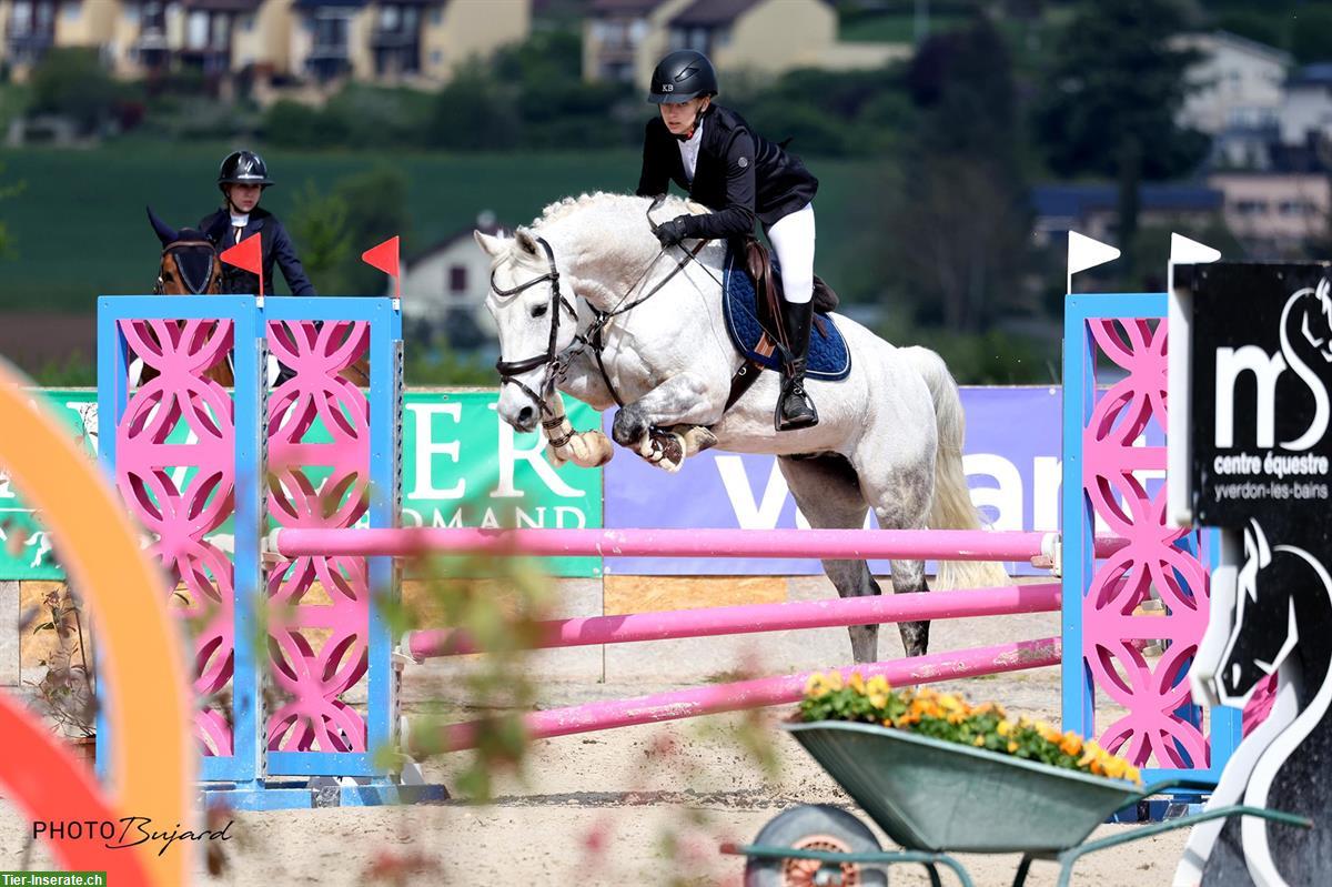 Bild 2: Niederländischer Warmblut Wallach, 18-jährig, Allrounder-Pferd