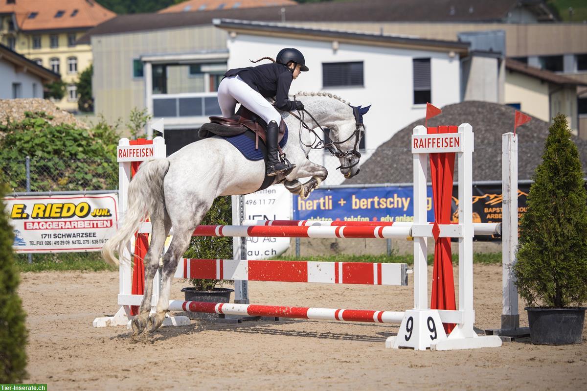 Bild 3: Niederländischer Warmblut Wallach, 18-jährig, Allrounder-Pferd