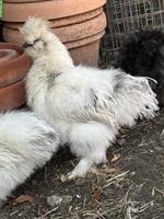 US Silkie Hahn vom April 2025